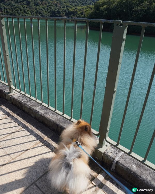 河背水塘既路線好適合帶毛孩一齊輕輕鬆鬆圍住水塘走動下