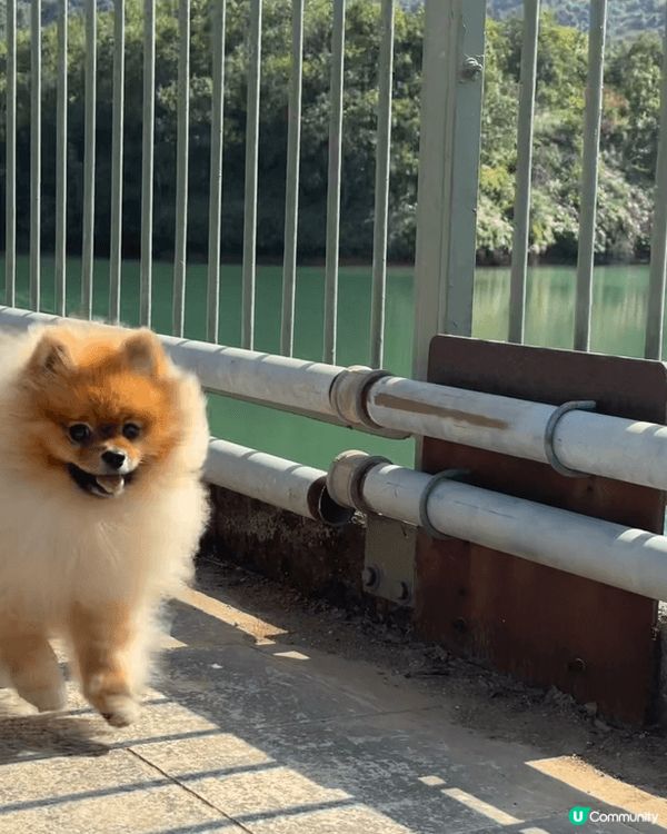 河背水塘既路線好適合帶毛孩一齊輕輕鬆鬆圍住水塘走動下