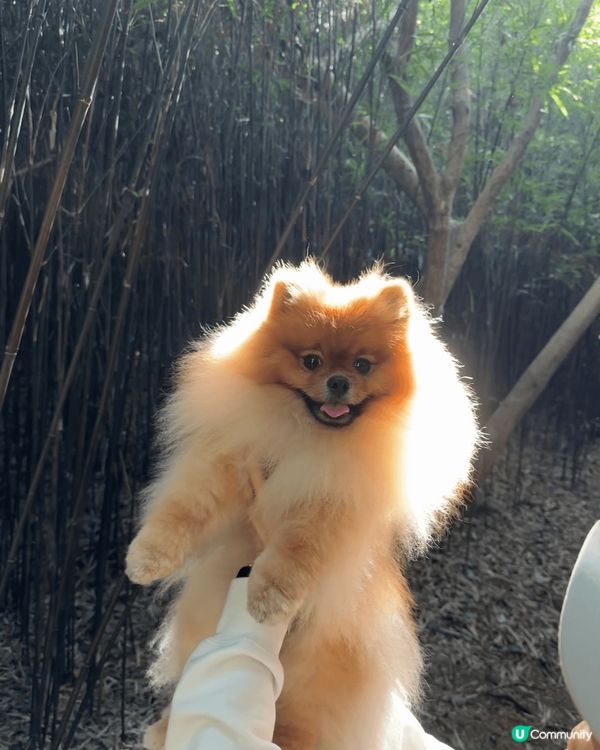 河背水塘既路線好適合帶毛孩一齊輕輕鬆鬆圍住水塘走動下