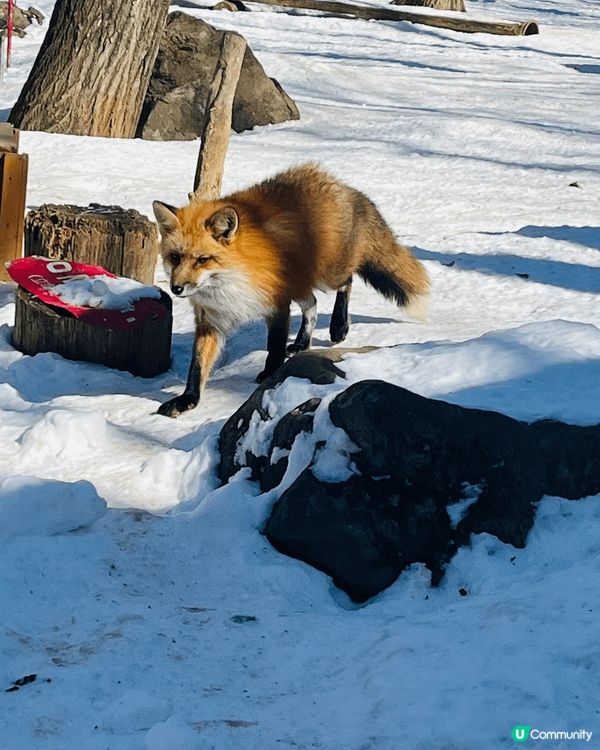 藏王雪怪+銀山溫泉+狐狸村