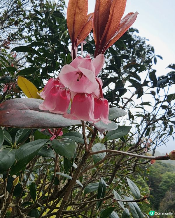 在深圳梧桐山上的吊鐘花