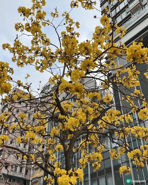 東涌宮粉羊蹄甲，欣賞黃花風鈴木，去airside 睇LEGO...
