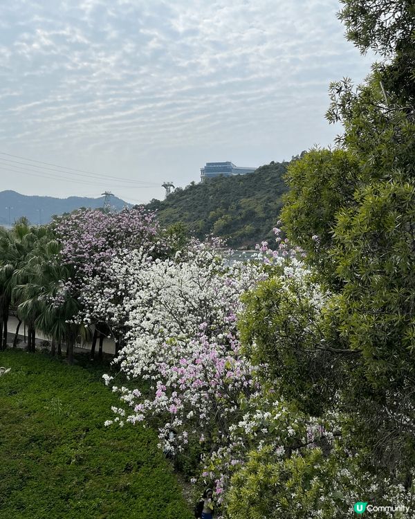 東涌宮粉羊蹄甲，欣賞黃花風鈴木，去airside 睇LEGO...