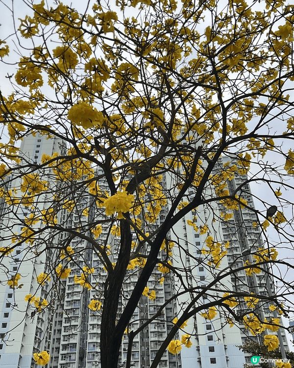 東涌宮粉羊蹄甲，欣賞黃花風鈴木，去airside 睇LEGO...