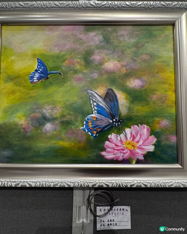 春花與鳥🕊️太美了