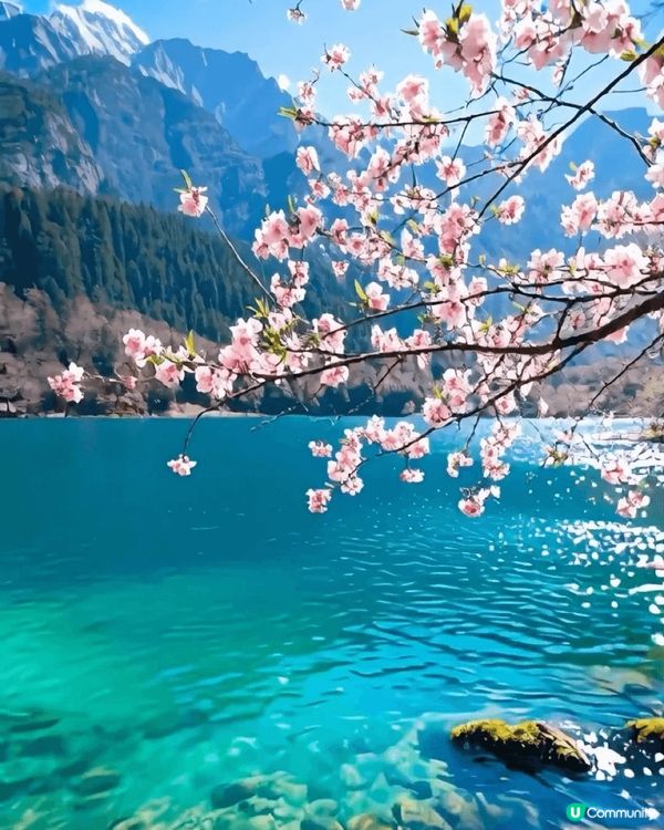 九寨溝桃花盛放🌸人間仙境！