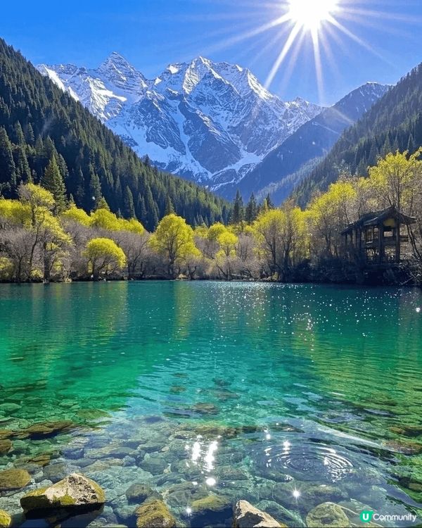 九寨溝桃花盛放🌸人間仙境！