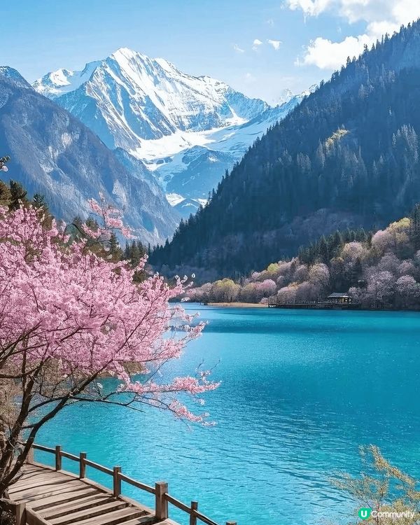 九寨溝桃花盛放🌸人間仙境！