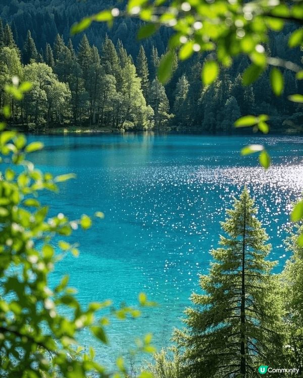 九寨溝桃花盛放🌸人間仙境！