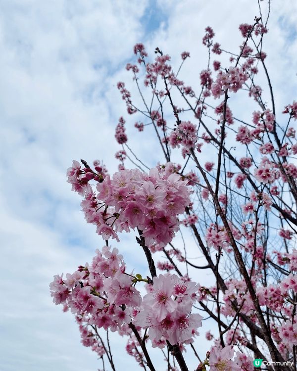 石門城門河櫻花盛開