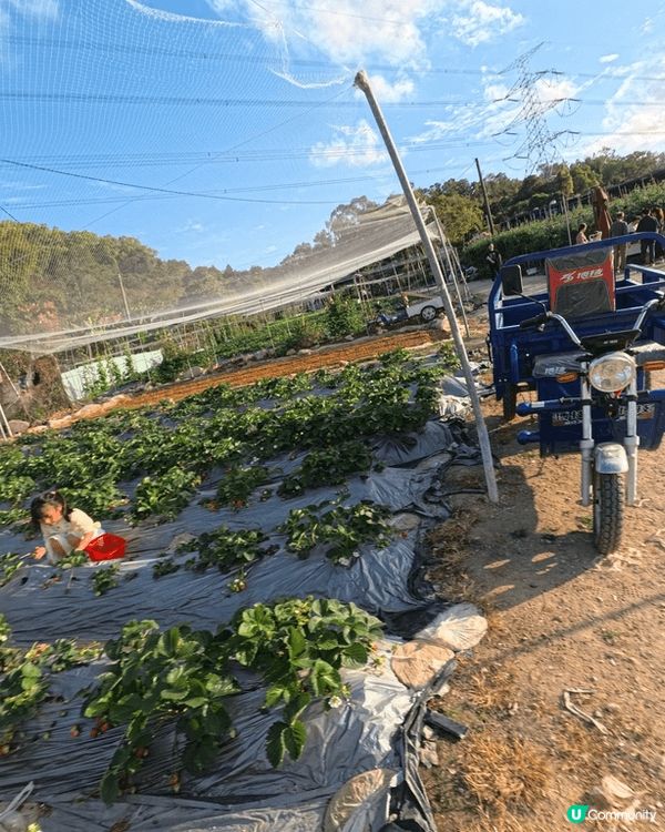 元朗大棠摘士多啤梨，岩一家大細親子活動，俾小朋友可以放足一日...