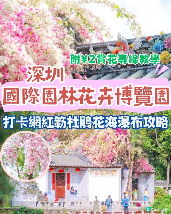 深圳國際園林花卉博覽園📸打卡簕杜鵑花海瀑布攻略😍附¥2賞花專線交通教學‼️