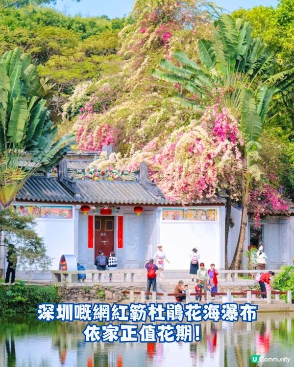 深圳國際園林花卉博覽園📸打卡簕杜鵑花海瀑布攻略😍附¥2賞花專線交通教學‼️