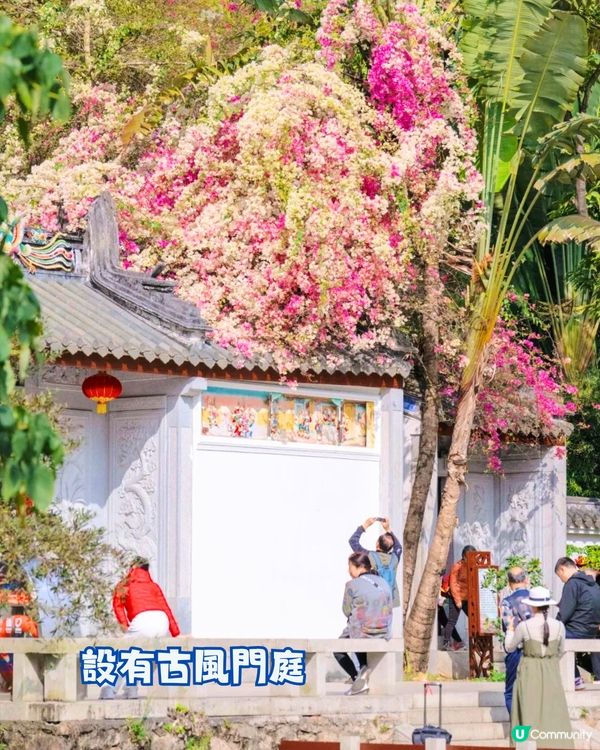 深圳國際園林花卉博覽園📸打卡簕杜鵑花海瀑布攻略😍附¥2賞花專線交通教學‼️