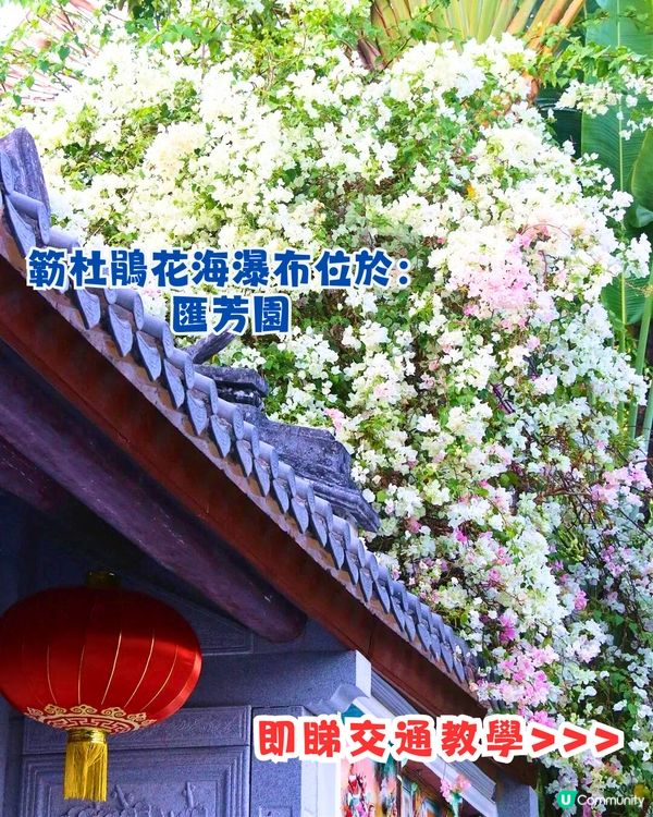 深圳國際園林花卉博覽園📸打卡簕杜鵑花海瀑布攻略😍附¥2賞花專線交通教學‼️