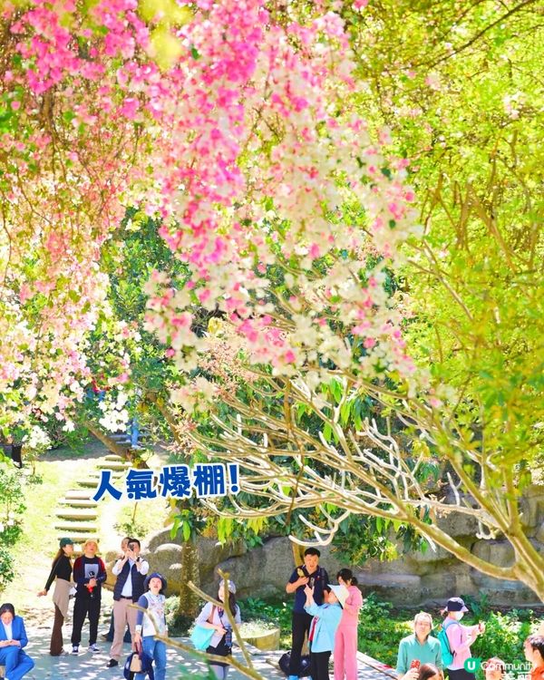 深圳國際園林花卉博覽園📸打卡簕杜鵑花海瀑布攻略😍附¥2賞花專線交通教學‼️