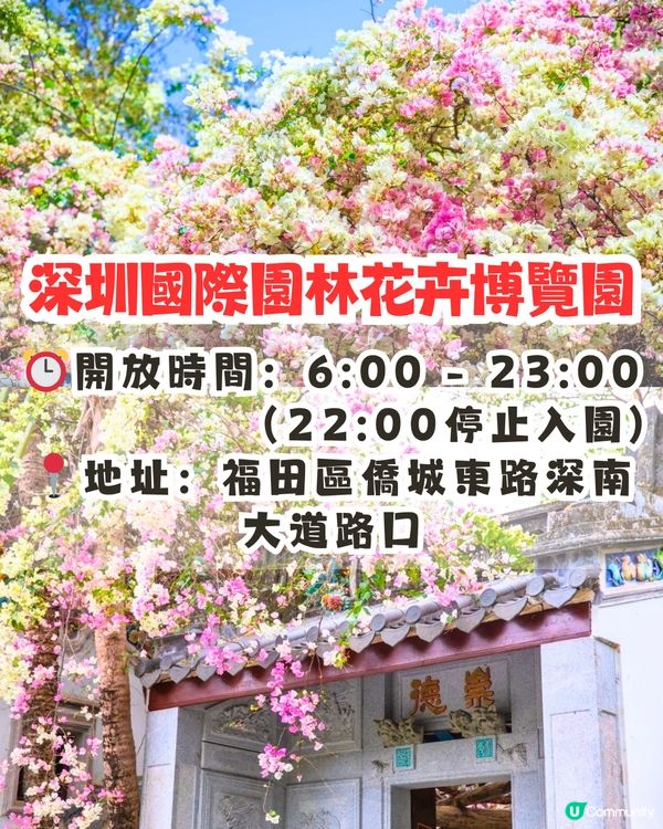 深圳國際園林花卉博覽園📸打卡簕杜鵑花海瀑布攻略😍附¥2賞花專線交通教學‼️