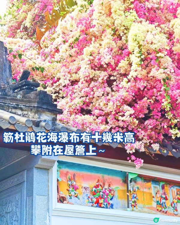 深圳國際園林花卉博覽園📸打卡簕杜鵑花海瀑布攻略😍附¥2賞花專線交通教學‼️