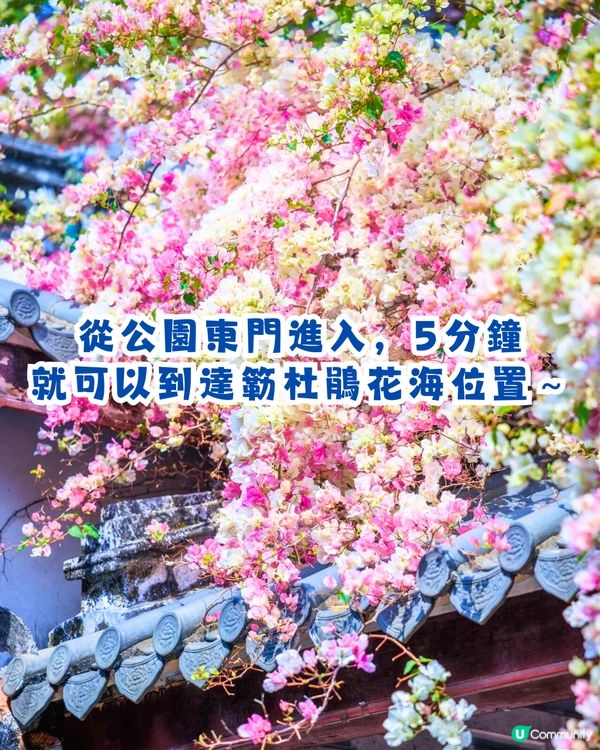 深圳國際園林花卉博覽園📸打卡簕杜鵑花海瀑布攻略😍附¥2賞花專線交通教學‼️