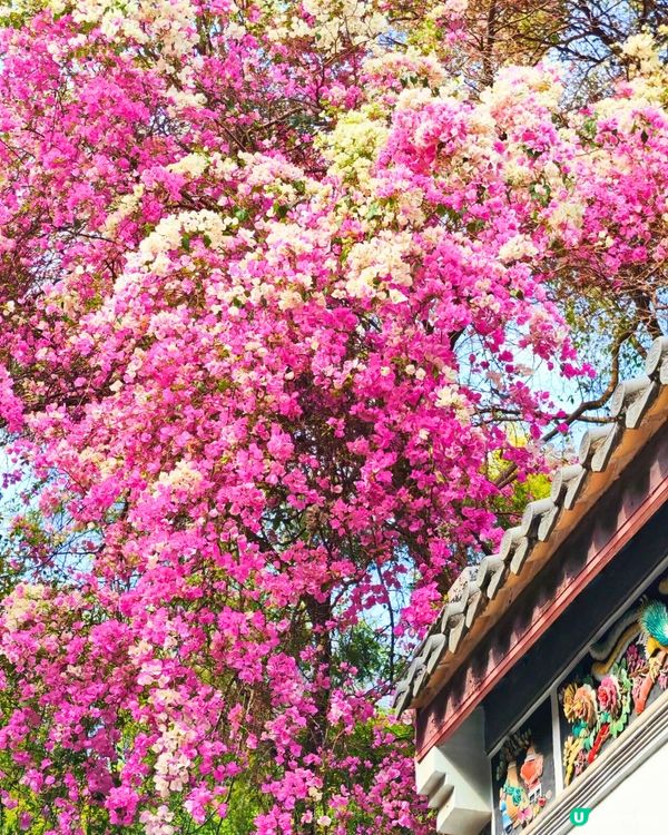 深圳國際園林花卉博覽園📸打卡簕杜鵑花海瀑布攻略😍附¥2賞花專線交通教學‼️