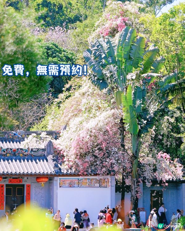 深圳國際園林花卉博覽園📸打卡簕杜鵑花海瀑布攻略😍附¥2賞花專線交通教學‼️