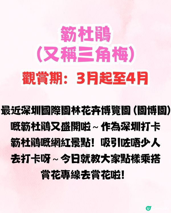 深圳國際園林花卉博覽園📸打卡簕杜鵑花海瀑布攻略😍附¥2賞花專線交通教學‼️