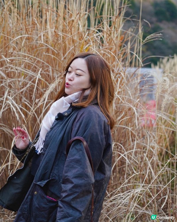 箱根自駕遊 芒草秘景 🤫