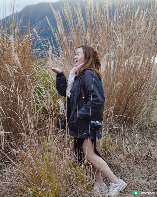 箱根自駕遊 芒草秘景 🤫