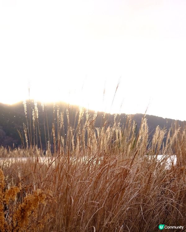 箱根自駕遊 芒草秘景 🤫