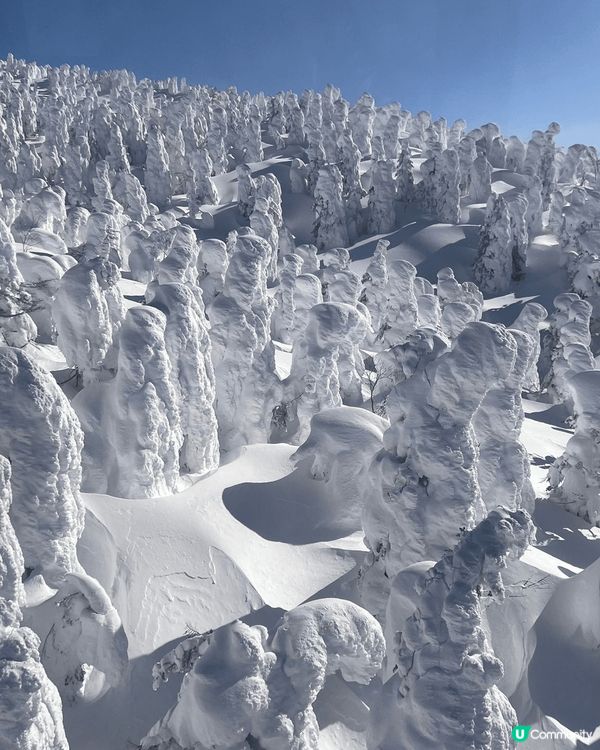 藏王樹冰，平時睇相就多，原來親眼見到係咁壯觀😀