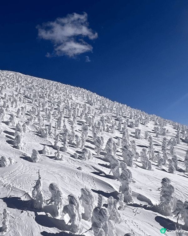 藏王樹冰，平時睇相就多，原來親眼見到係咁壯觀😀