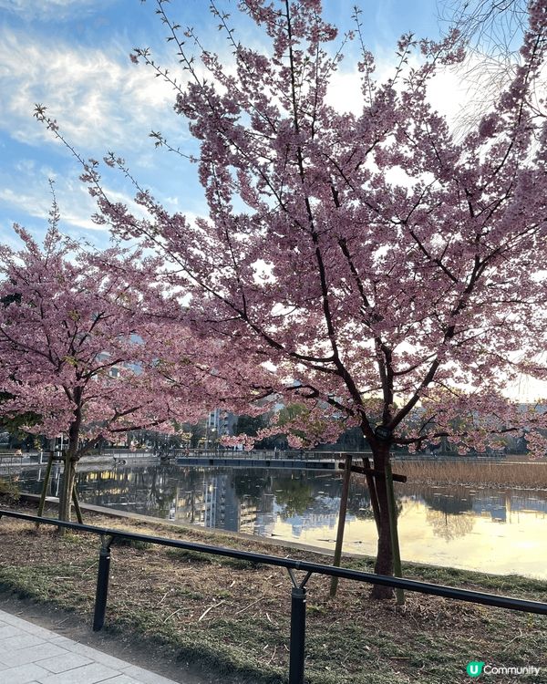 日本淺草，櫻花🌸初綻