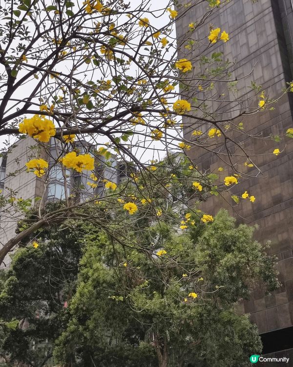 風景美麗,黃花風零樹