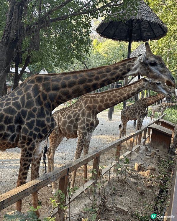 住廣州長隆酒店可以食住早餐睇白老虎, 馬戲好精彩, 野生動物...
