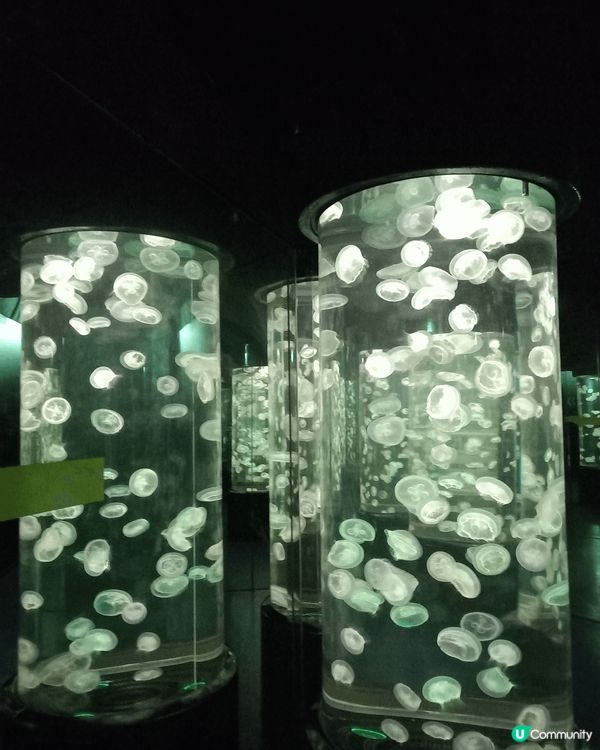 香港海洋公園水母館