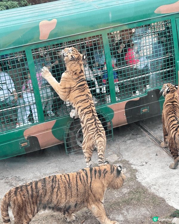 節假日去了深圳野生動物園，在園內的互動區，我們能近距離觀察到...
