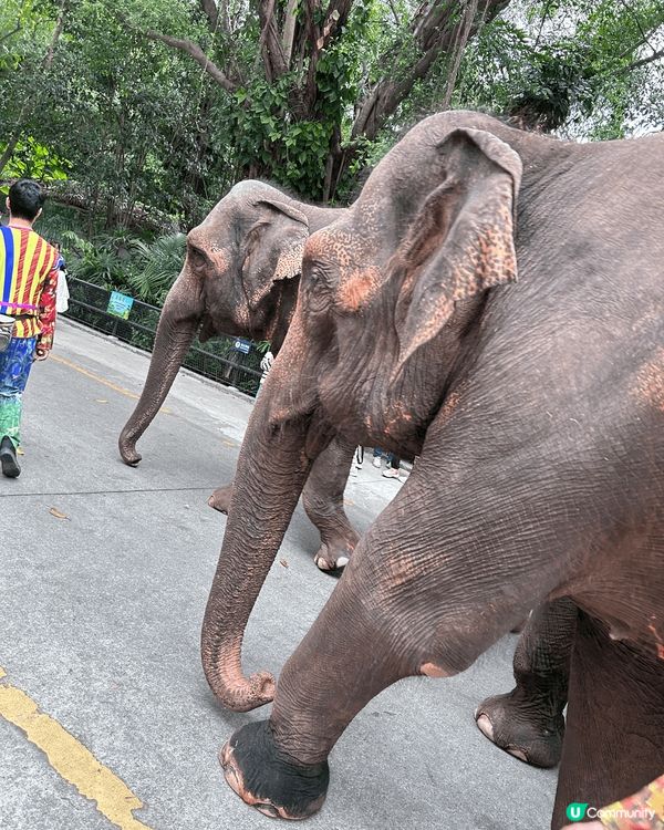 節假日去了深圳野生動物園，在園內的互動區，我們能近距離觀察到...