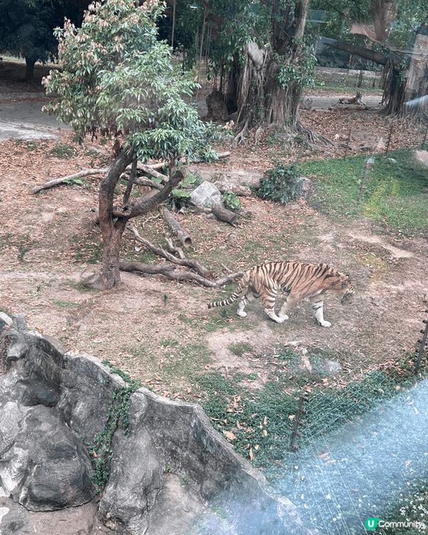 節假日去了深圳野生動物園，在園內的互動區，我們能近距離觀察到...