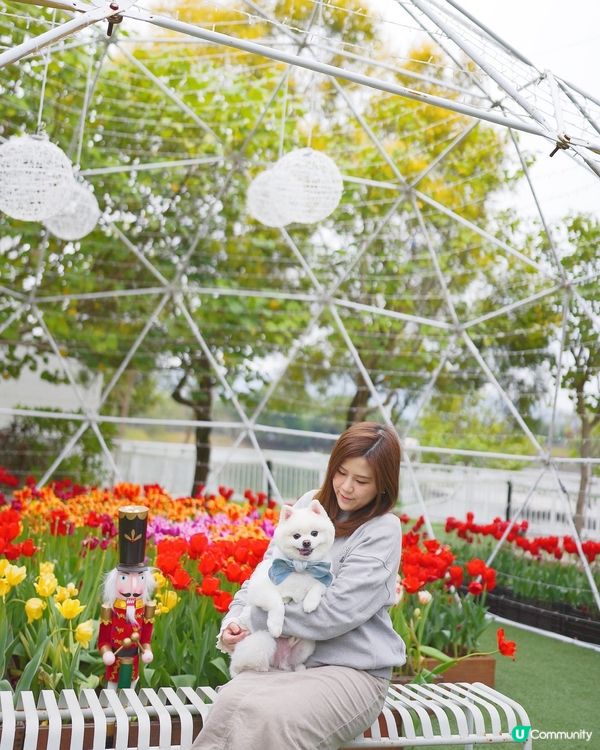 🌷每年必去鬱金香花海🌷