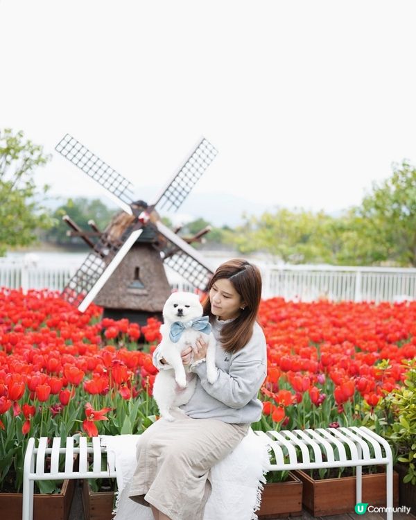 🌷每年必去鬱金香花海🌷