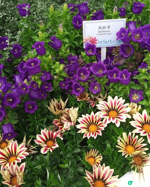 #我想食千層蛋糕