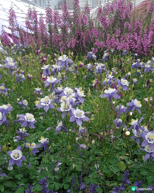 #我想食千層蛋糕