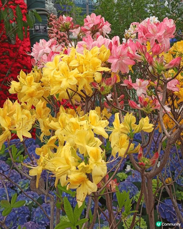 #我想食千層蛋糕