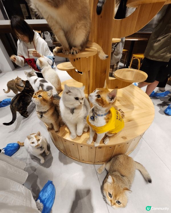 #我想食千層蛋糕