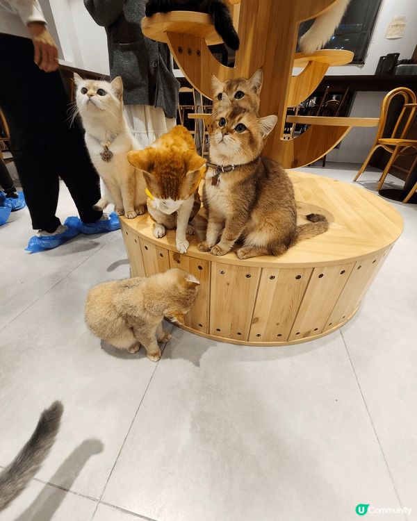 #我想食千層蛋糕