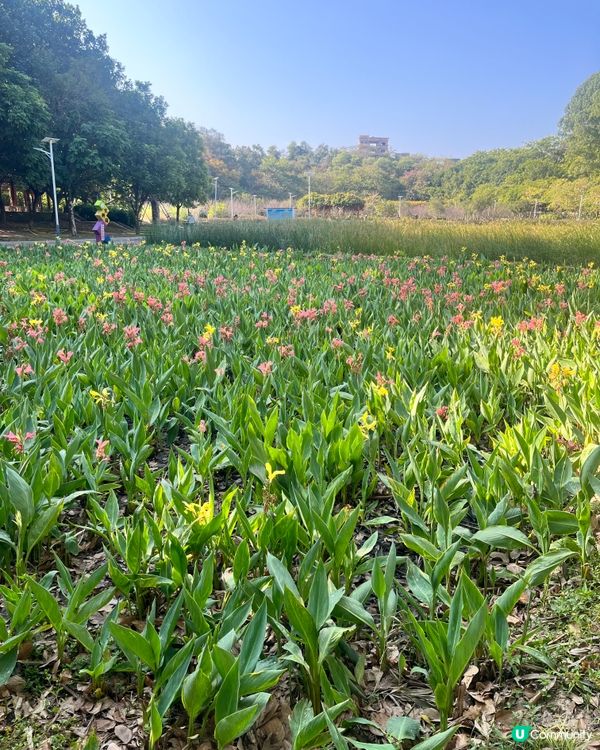 #好去處#全新景點#chill#隱世打卡點#打卡