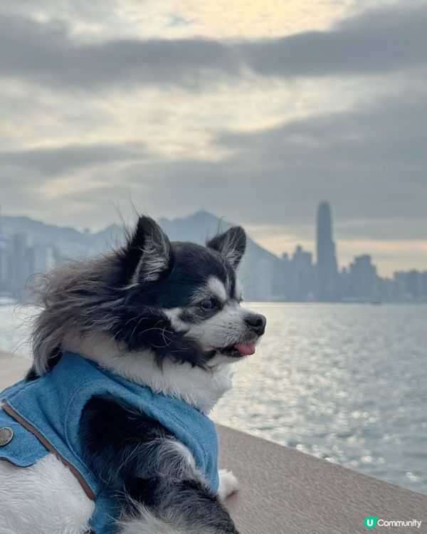 今日黎到北角東岸板道潮聖一下🐾