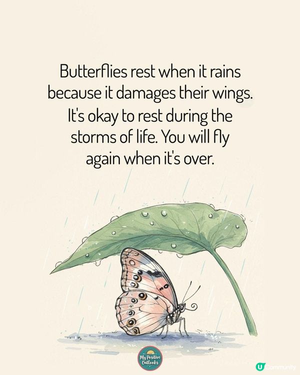 🌧️ 蝴蝶，下雨時，休息一下 🦋