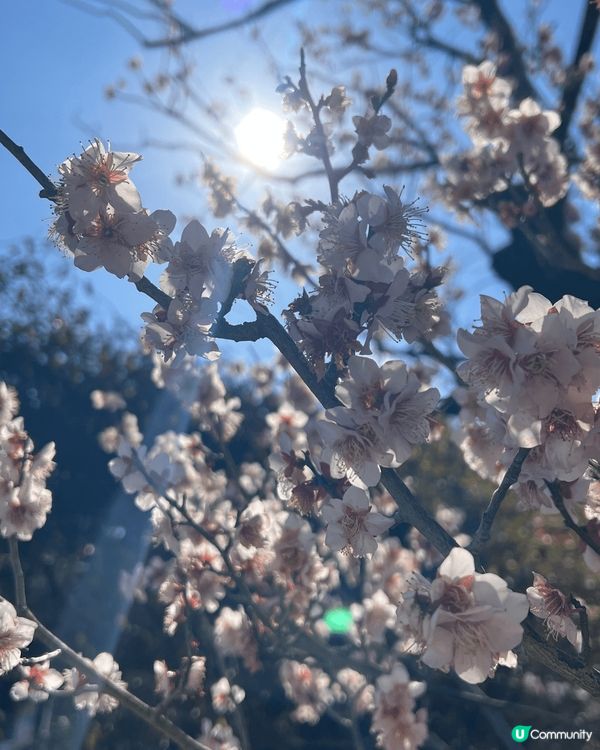 二月份四國之旅，天氣好風景靚