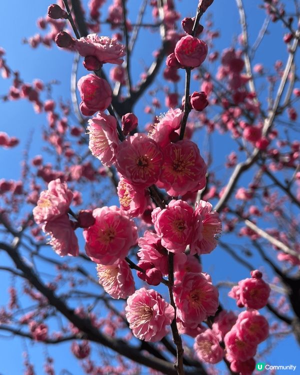 二月份四國之旅，天氣好風景靚